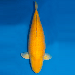Kigoi