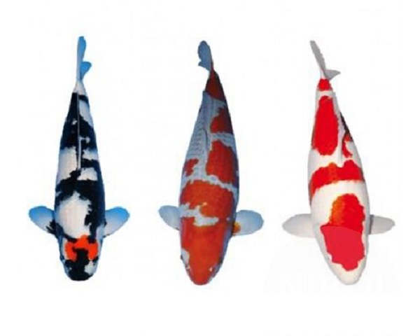 D: Koi Stickers 3 stuks op A4