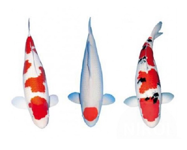 E: Koi Stickers 3 stuks op A4
