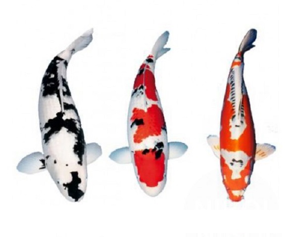 F: Koi Stickers 3 stuks op A4