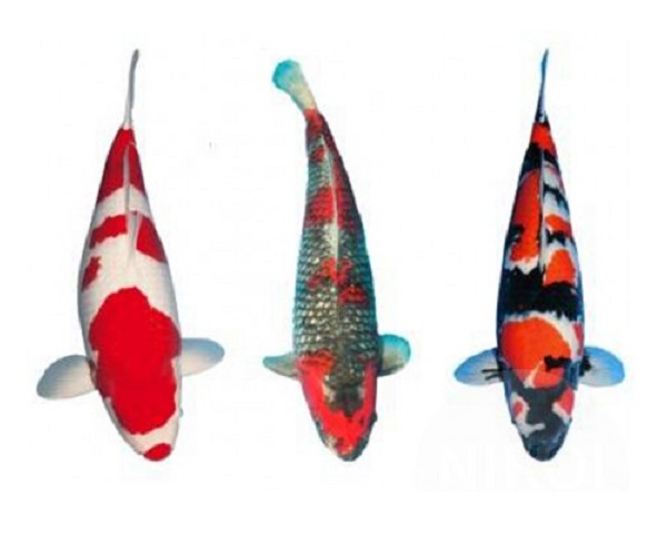 G: Koi Stickers 3 stuks op A4