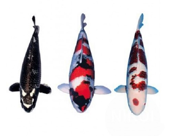 I: Koi Stickers 3 stuks op A4